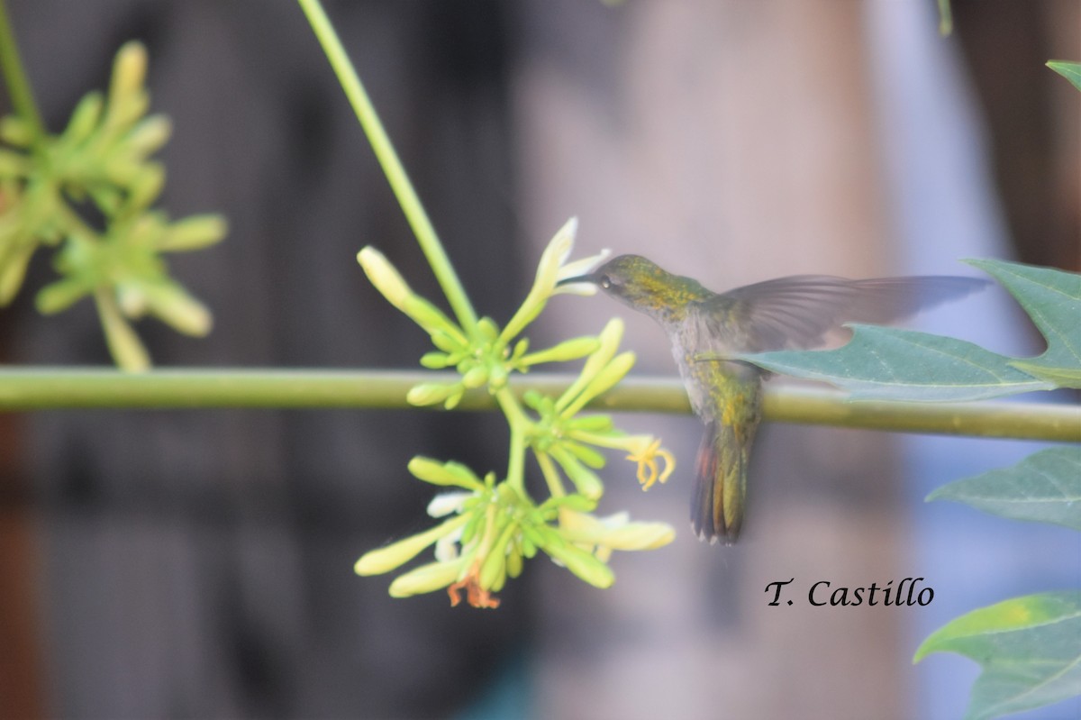 Dominikanermangokolibri - ML184115901