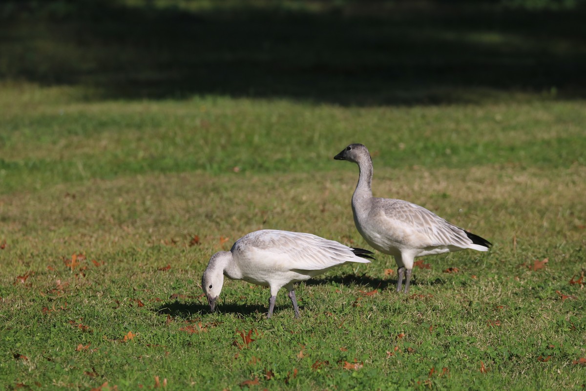 Snow/Ross's Goose - ML184116451