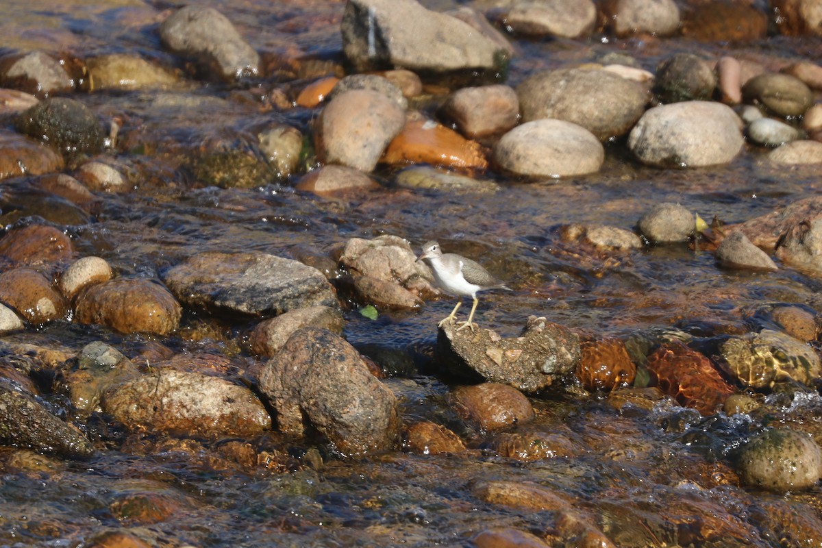 Spotted Sandpiper - Gordon Black