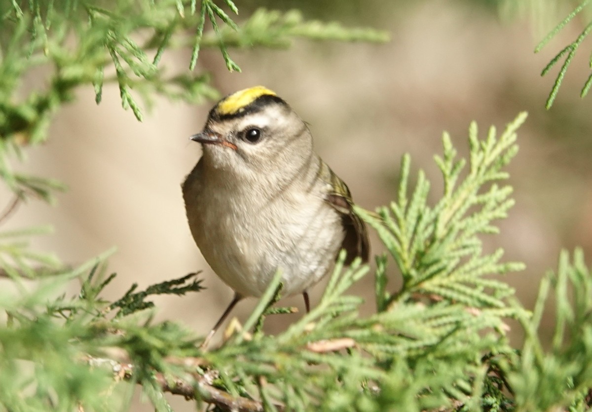 Golden-crowned Kinglet - Cynthia Ehlinger