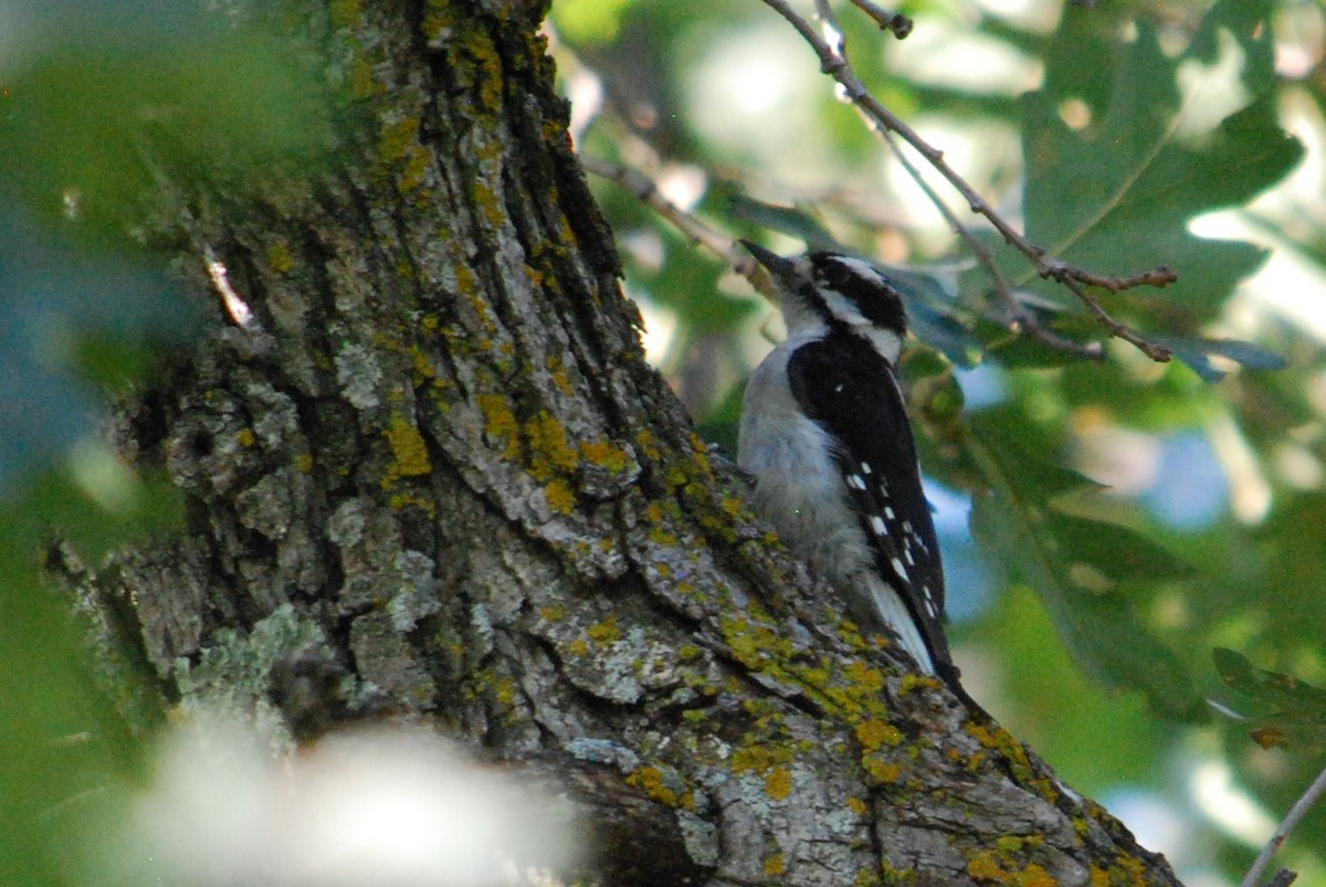 Downy Woodpecker - ML184117021