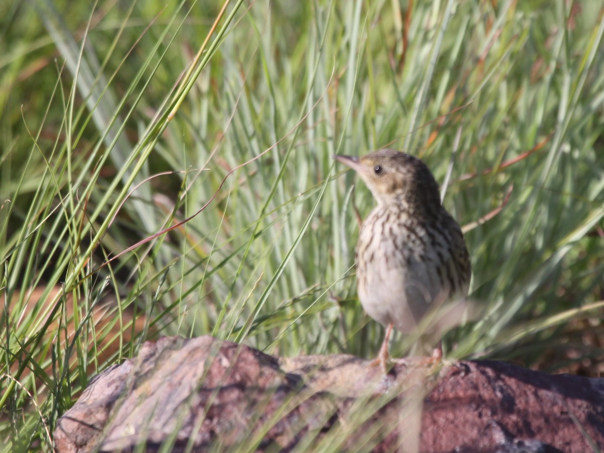 Pipit à queue courte - ML184119211