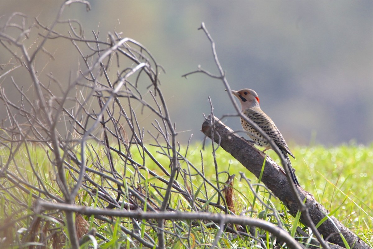 Northern Flicker - Vickie Baily