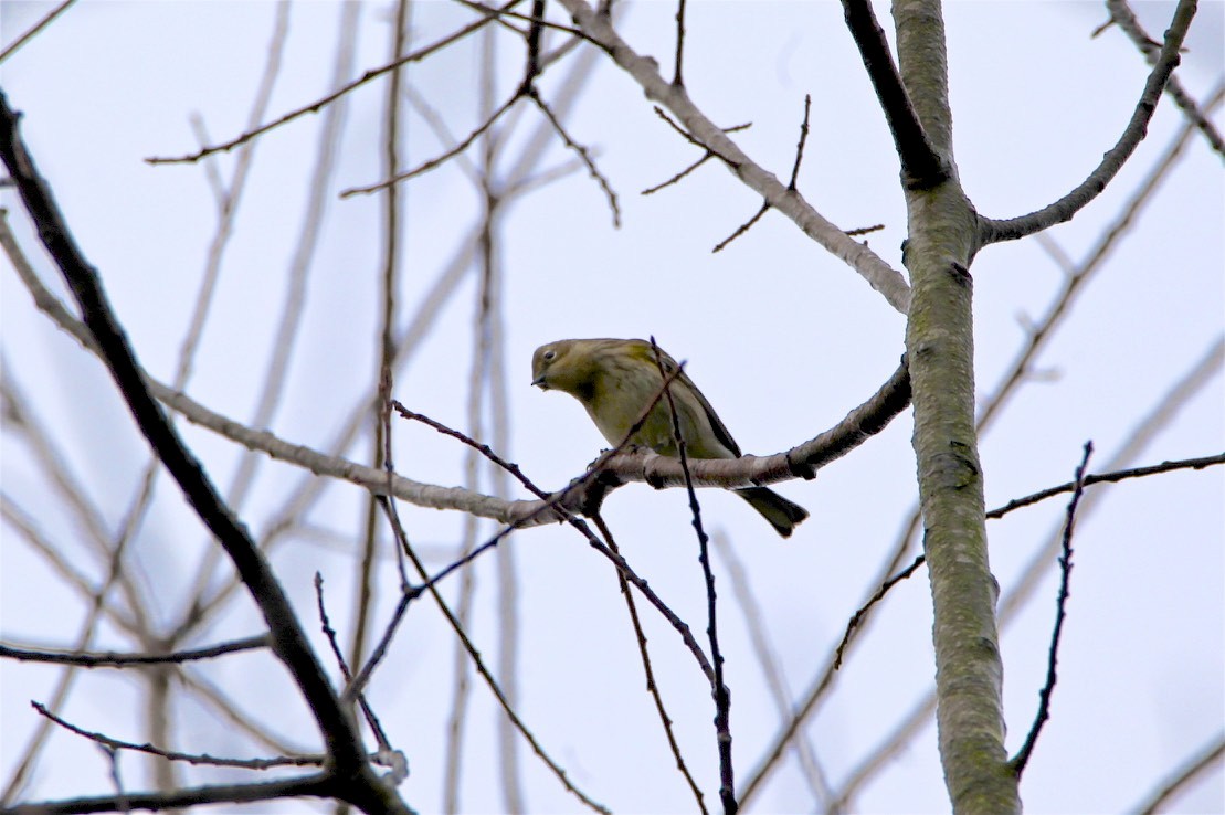 Yellow-rumped Warbler - ML184120241