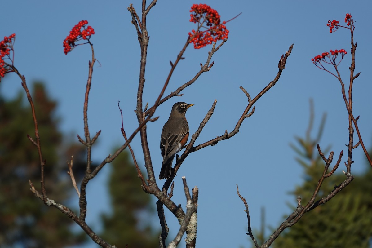 American Robin - ML184121211