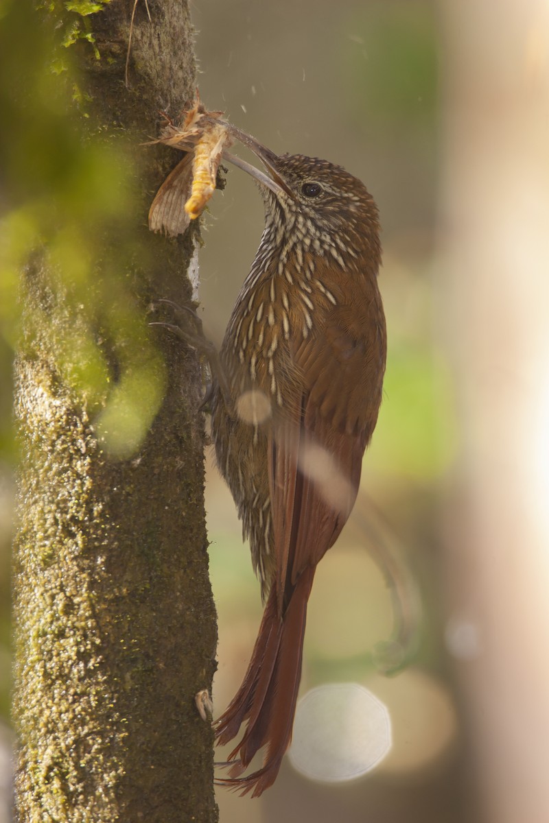 Montane Woodcreeper - ML184121801