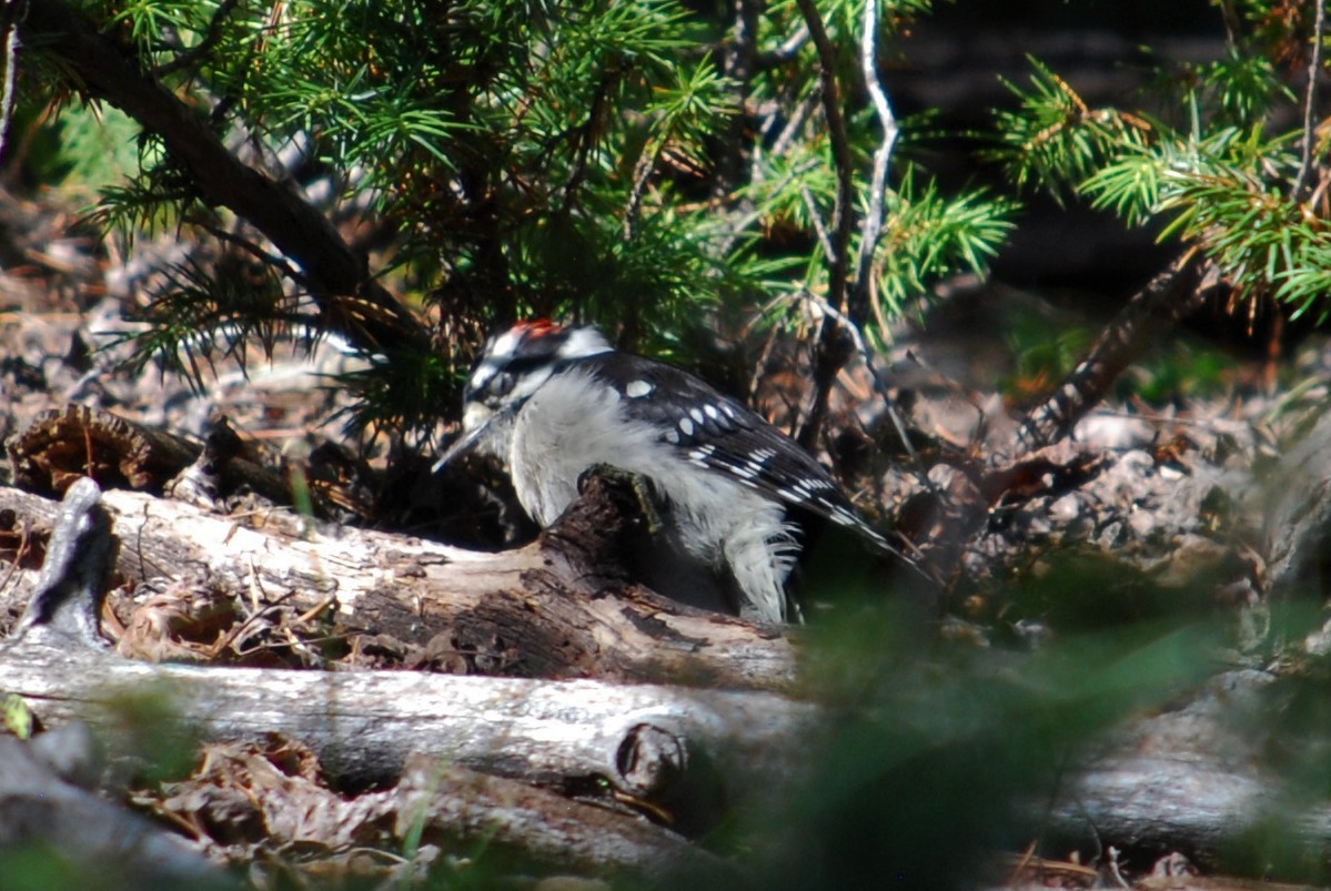 Downy Woodpecker - ML184122161