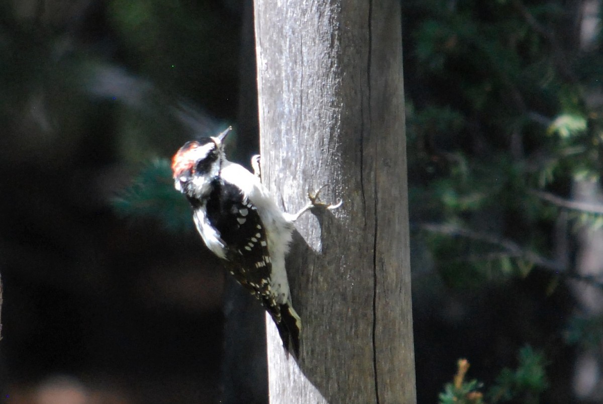 Downy Woodpecker - ML184122181