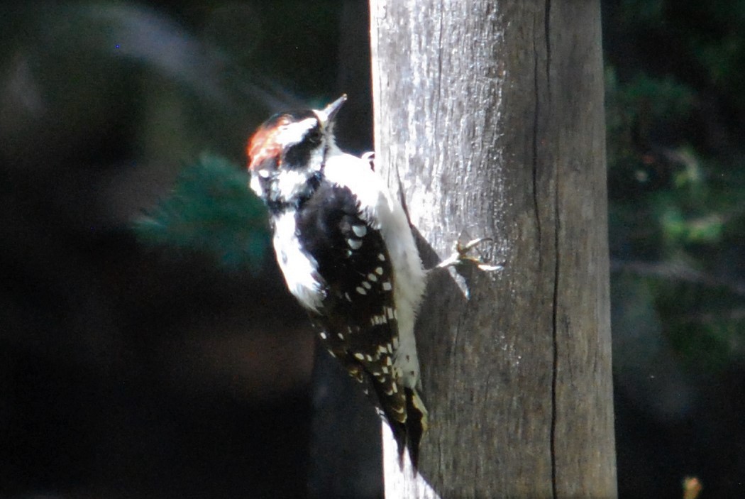 Downy Woodpecker - ML184122211