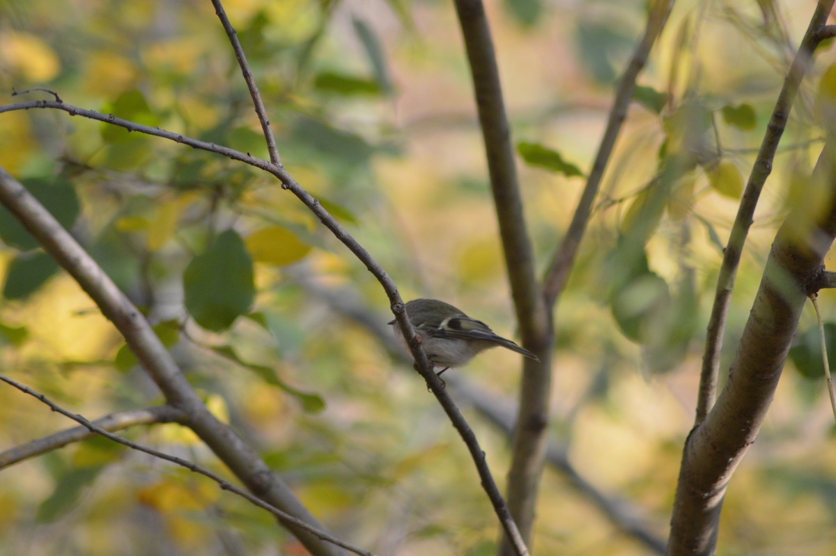 Golden-crowned Kinglet - ML184123431