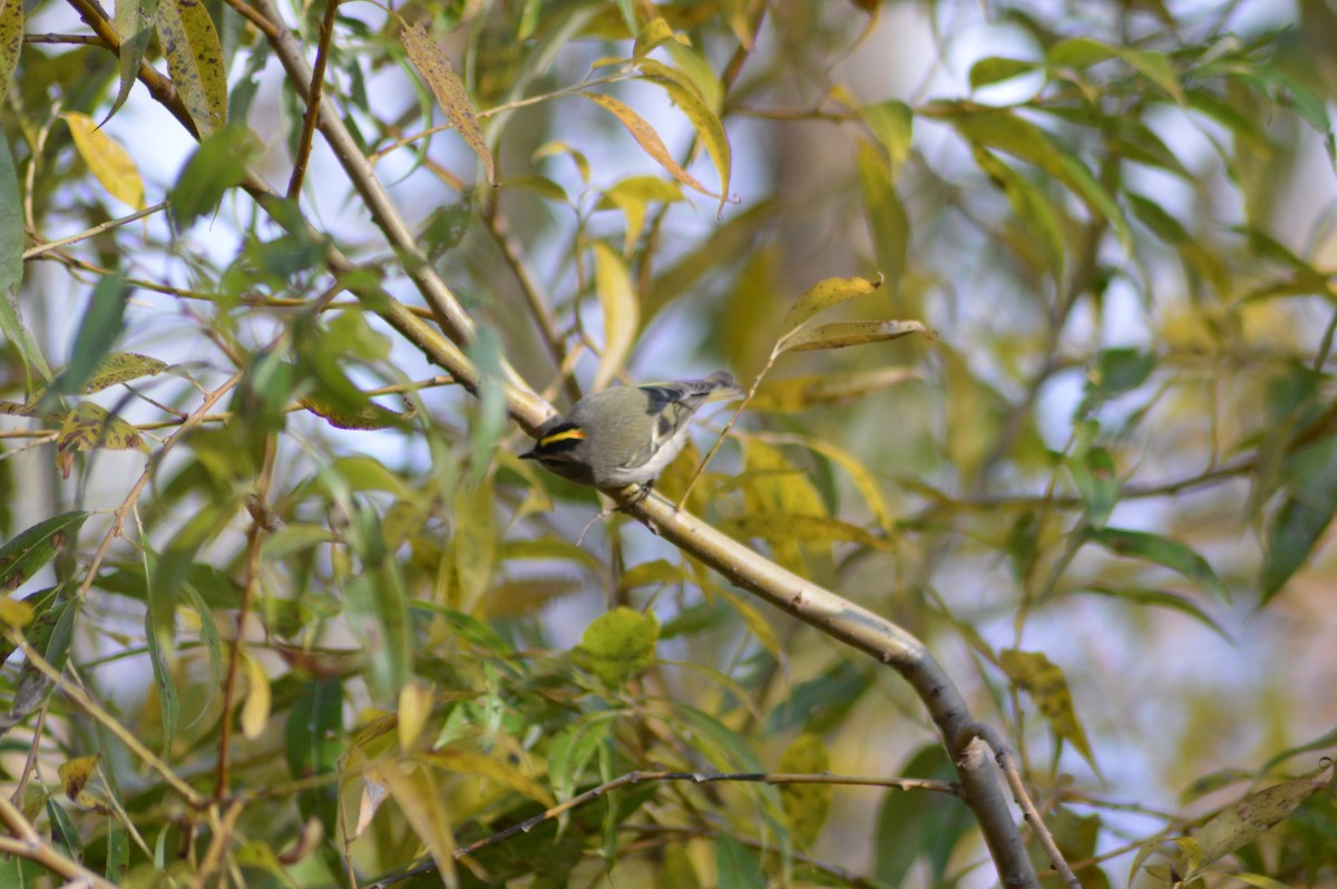 Golden-crowned Kinglet - Pat Phillips