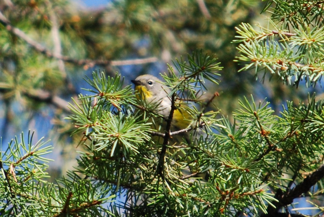 Yellow-rumped Warbler - ML184123671