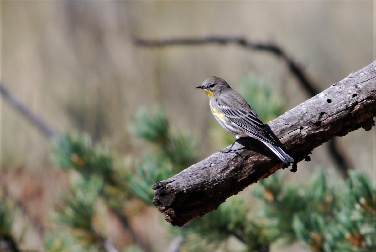 Yellow-rumped Warbler - ML184123781