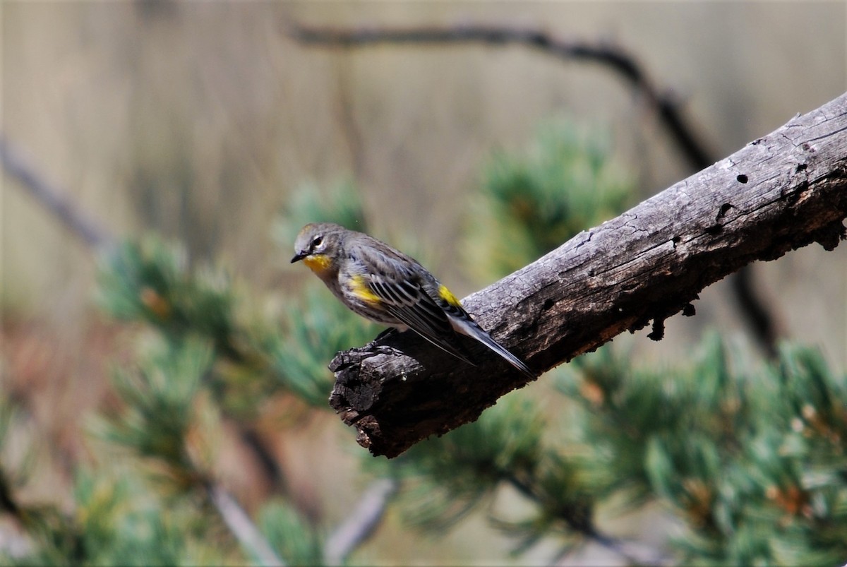 Yellow-rumped Warbler - ML184123871