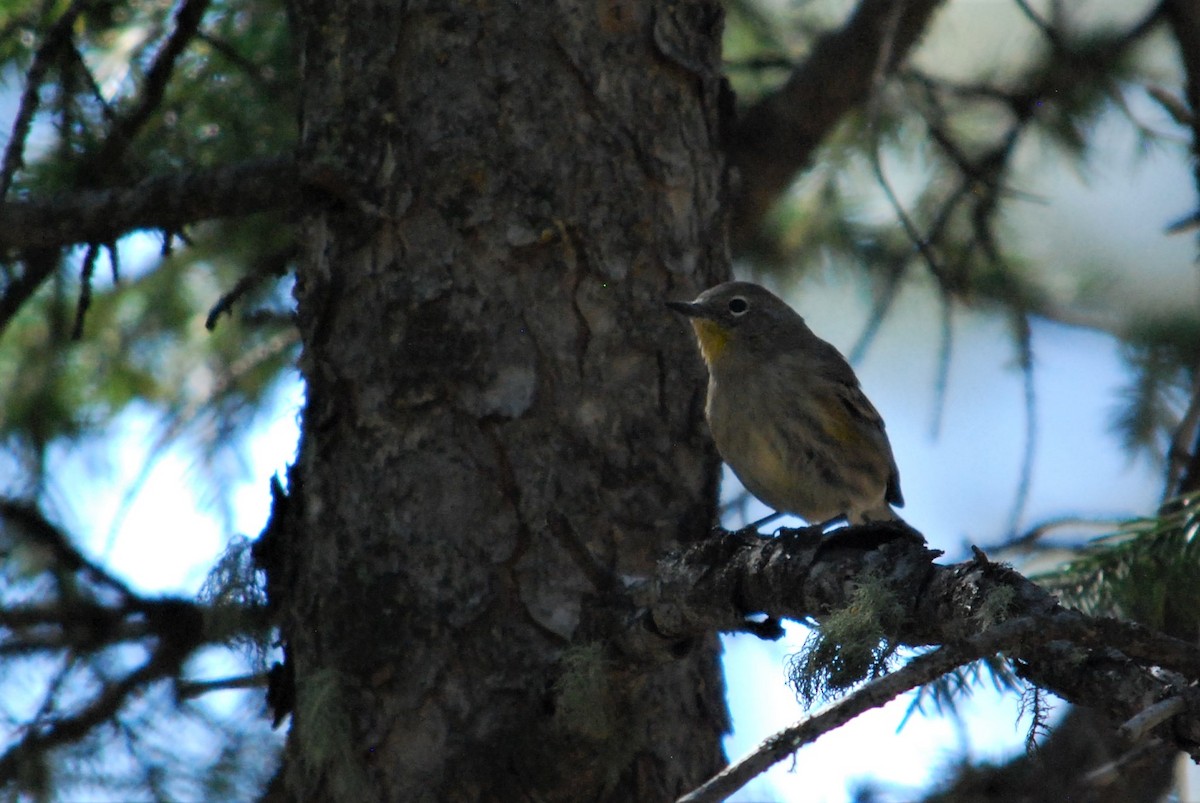 Yellow-rumped Warbler - ML184123901