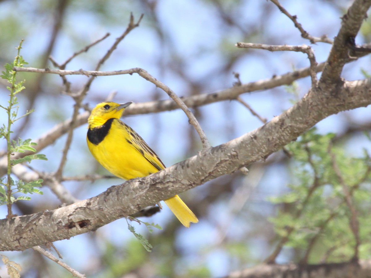 Pipit doré - ML184123981
