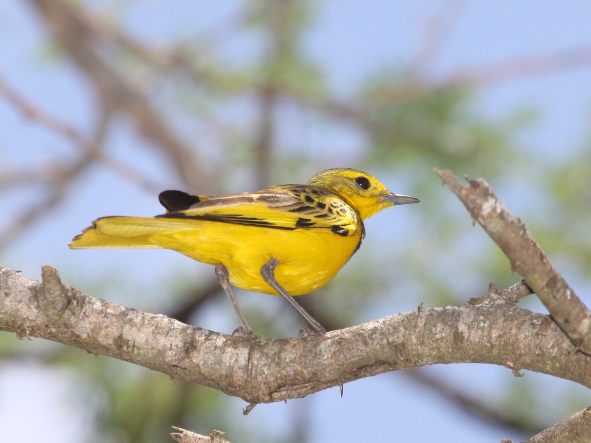 Pipit doré - ML184123991