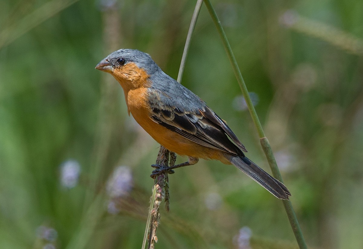 Tawny-bellied Seedeater - ML184125681