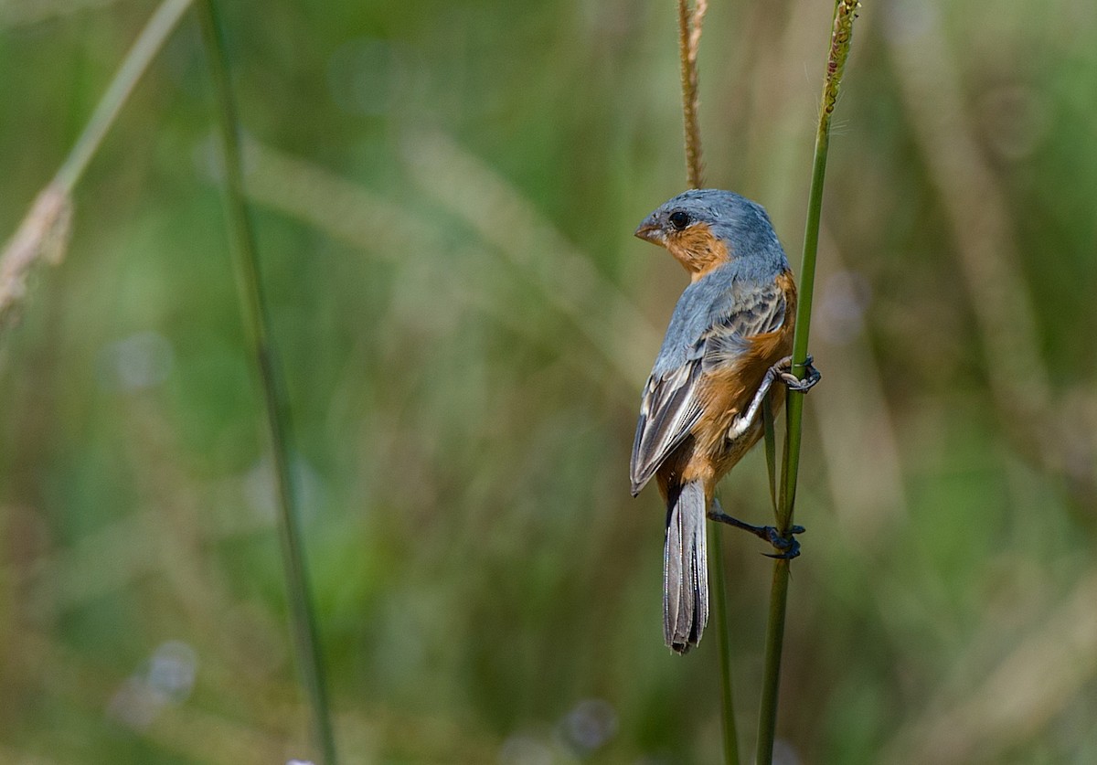 Tawny-bellied Seedeater - ML184125691