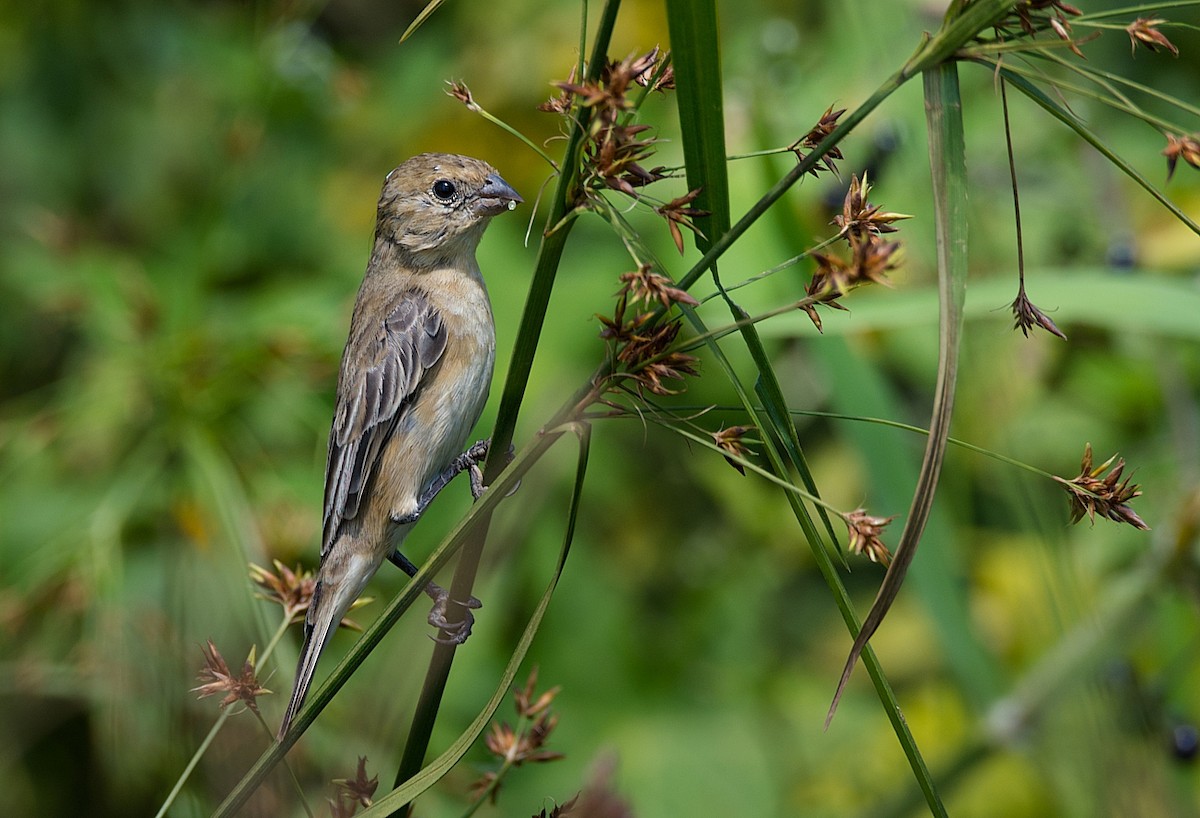 Tawny-bellied Seedeater - ML184125711