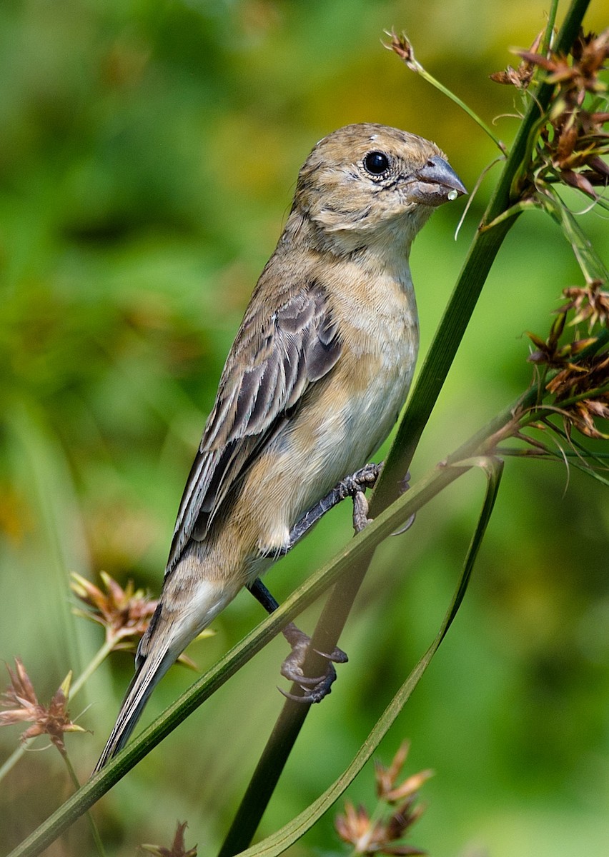 Tawny-bellied Seedeater - ML184125731