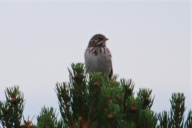 Vesper Sparrow - ML184127771