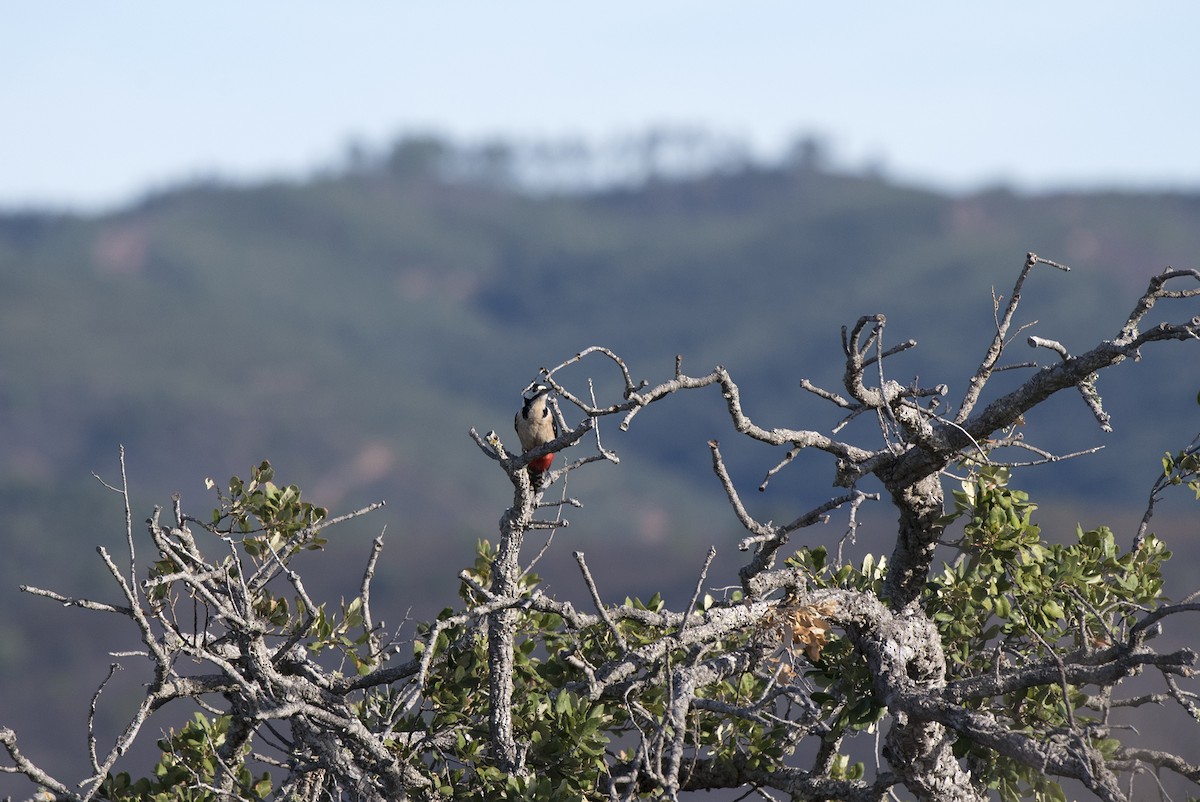 Pico Picapinos - ML184128891