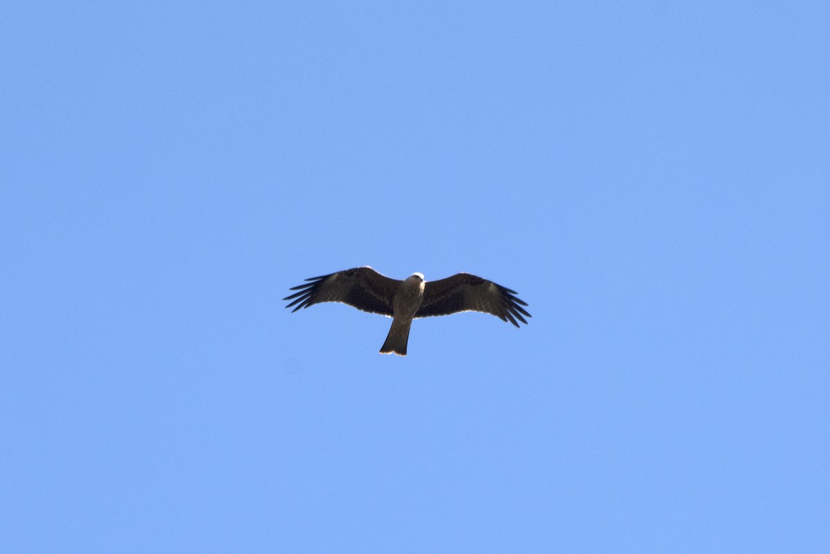 Black Kite - ML184128941