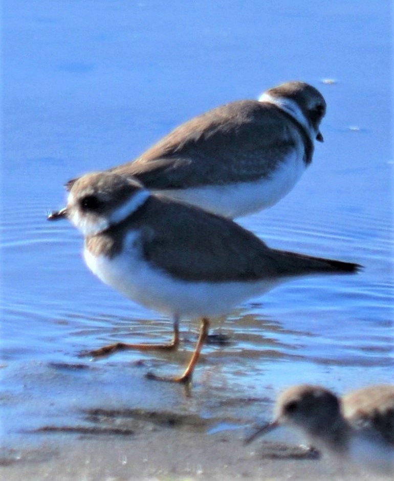 Semipalmated Plover - Sami LaRocca