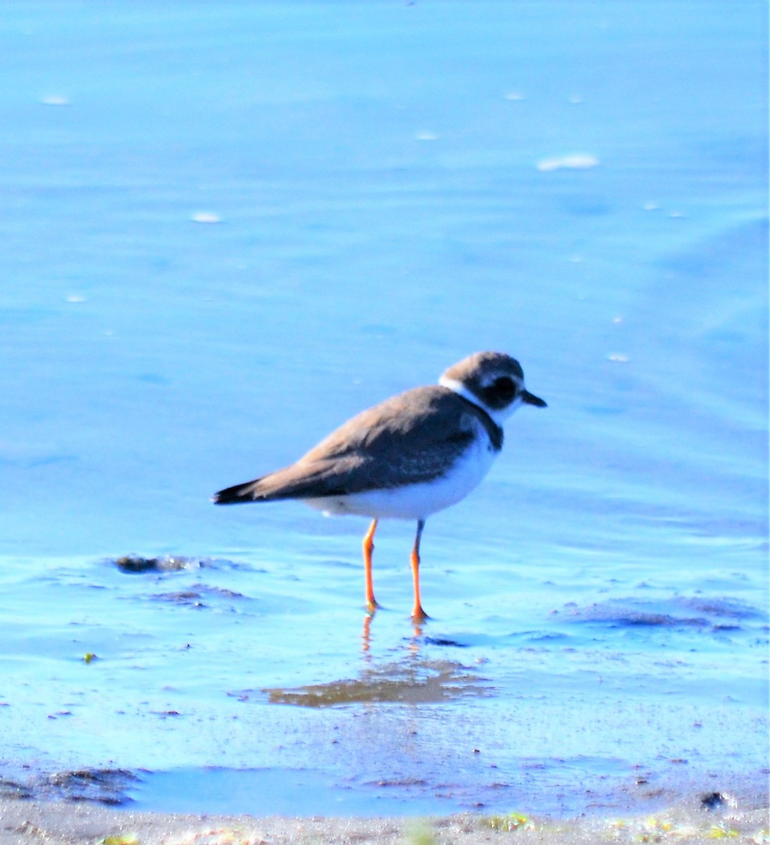 Semipalmated Plover - Sami LaRocca