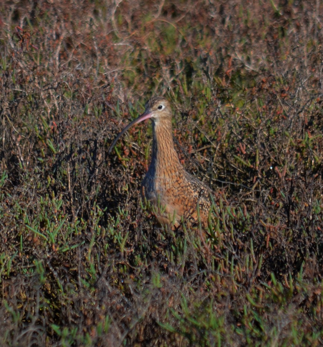 Long-billed Curlew - ML184129171
