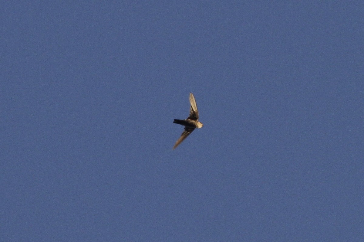 House Swift - ML184129351