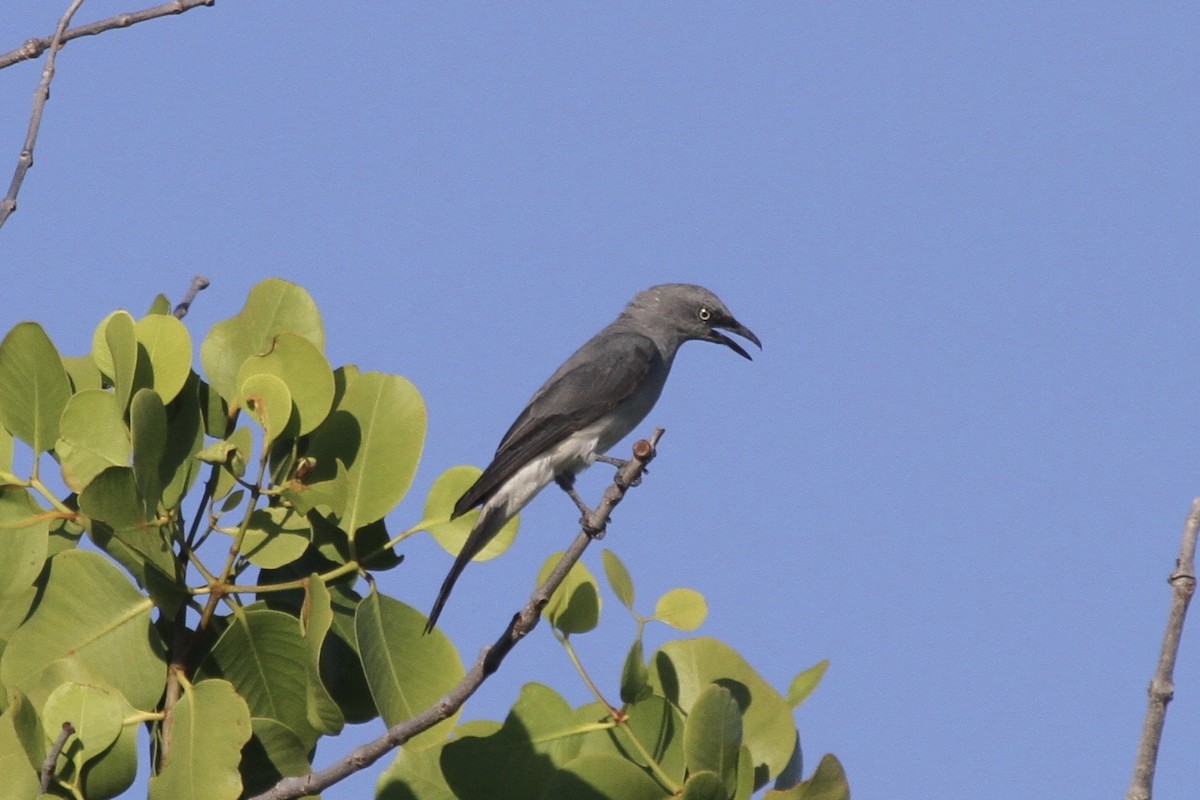 White-rumped Cuckooshrike - ML184129381