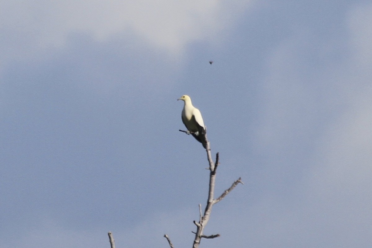 Pied Imperial-Pigeon - ML184129401