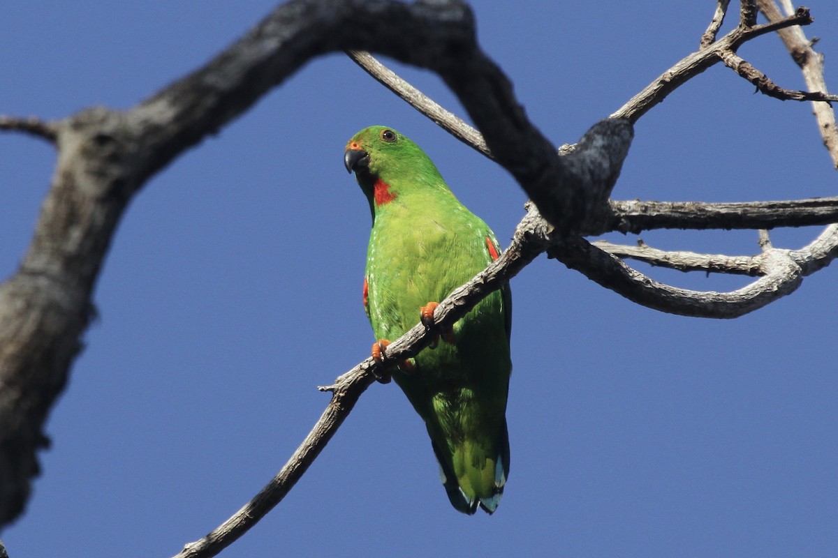 Sulawesi Hanging-Parrot - ML184129411