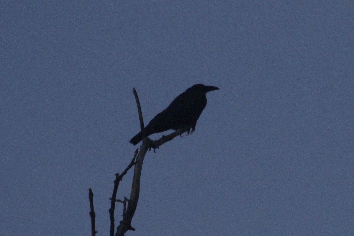 Sulawesi Crow - ML184129431