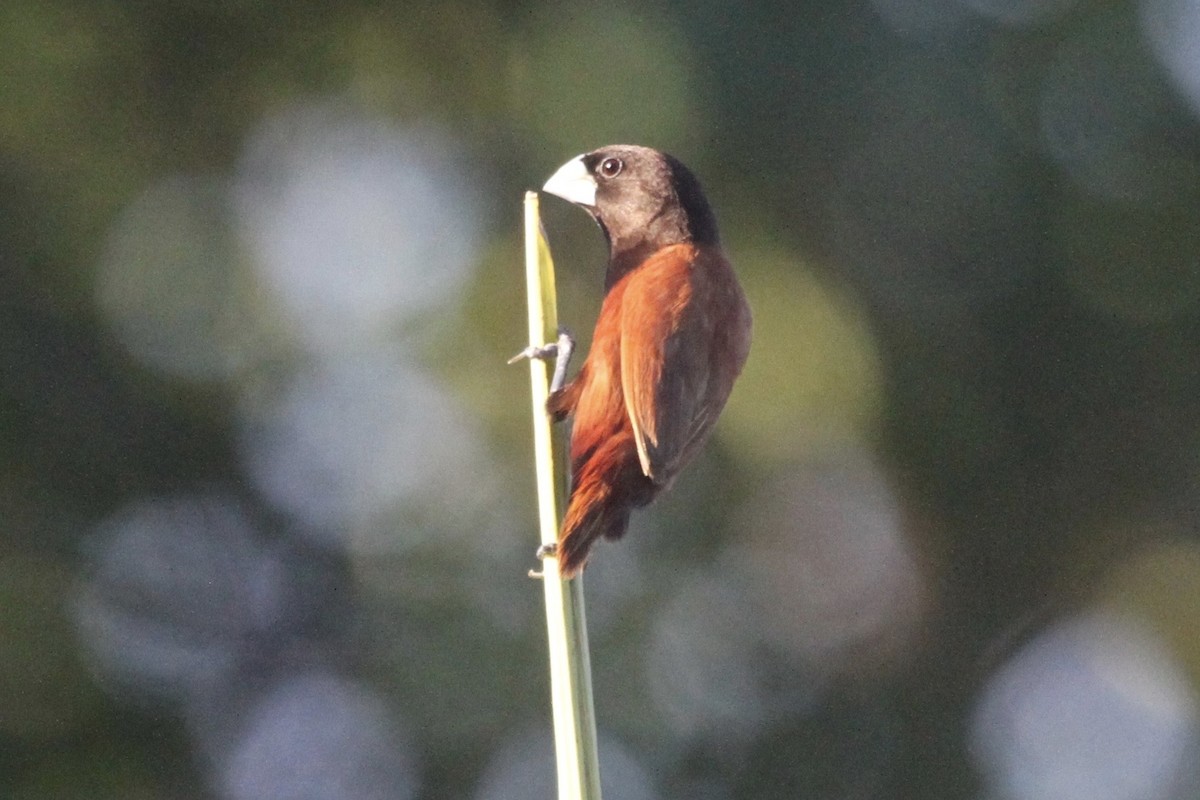 Chestnut Munia - ML184129441
