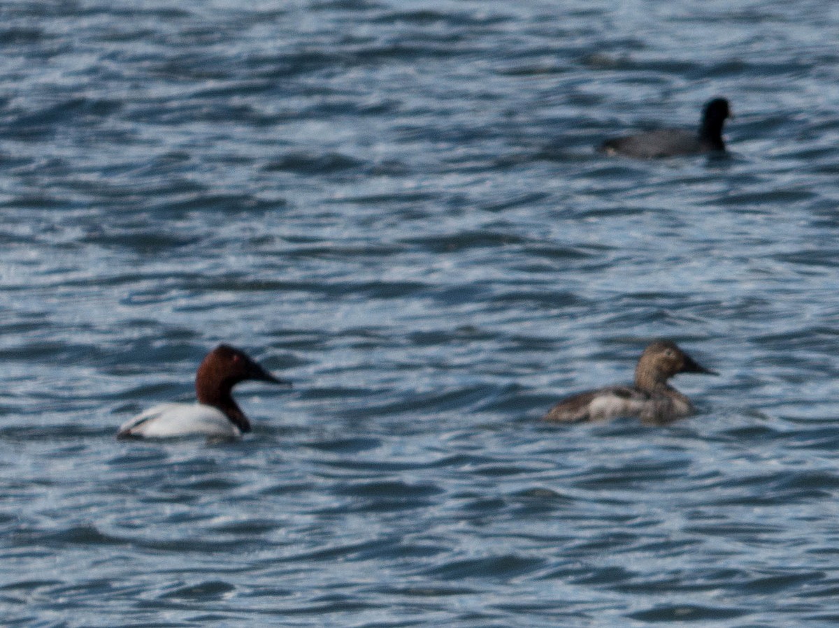 Canvasback - ML184130211