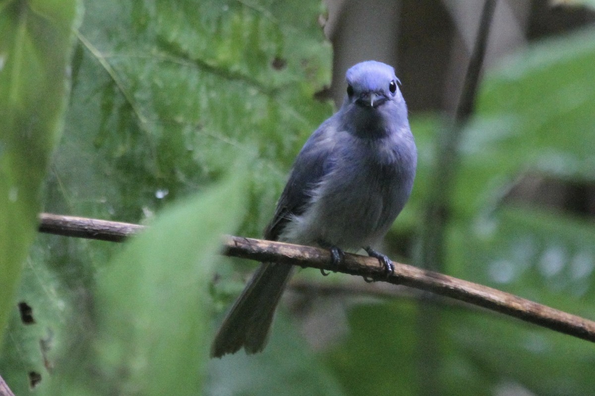 Pale-blue Monarch - ML184130281