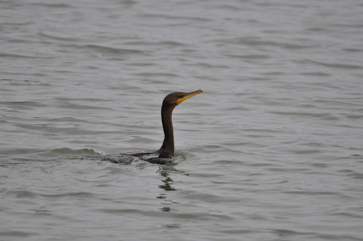 Double-crested Cormorant - Tim Schadel