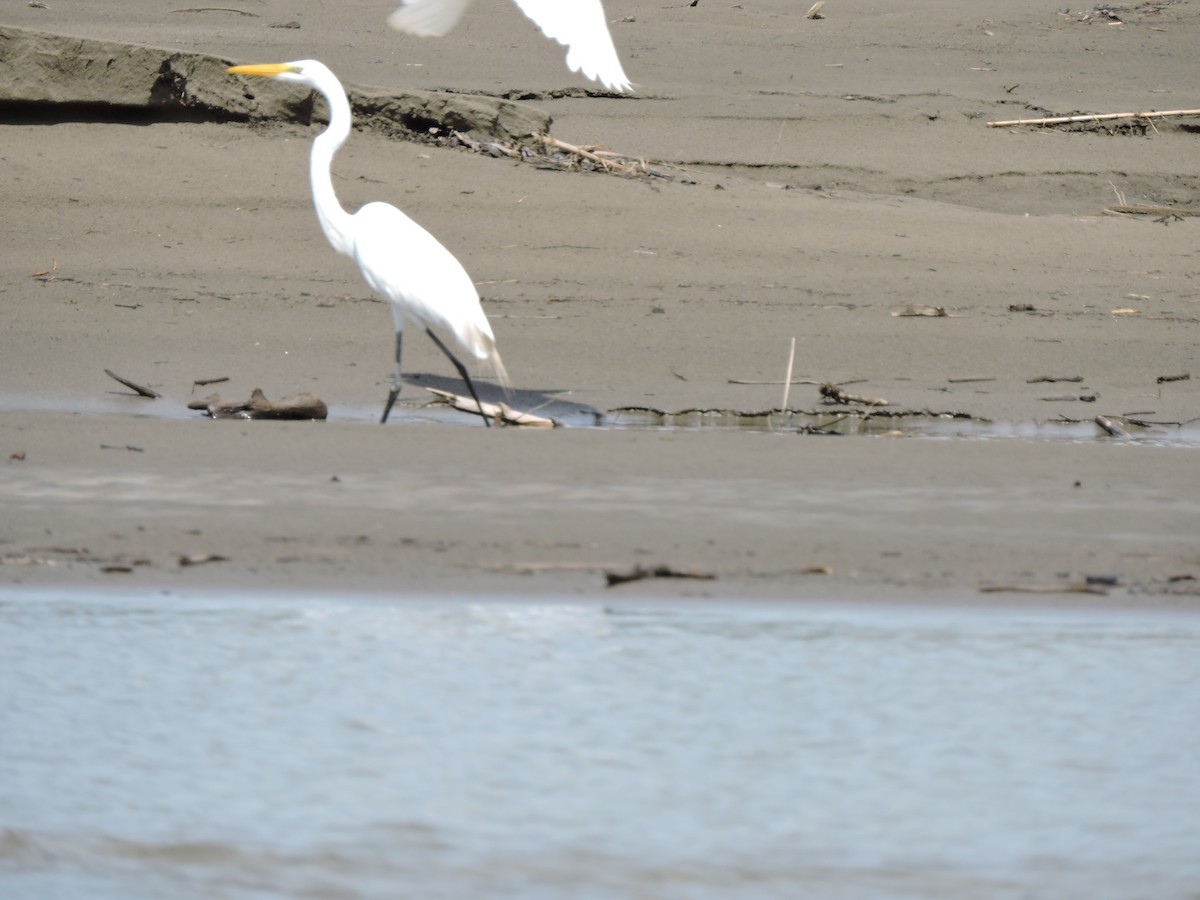 Great Egret - ML184137501