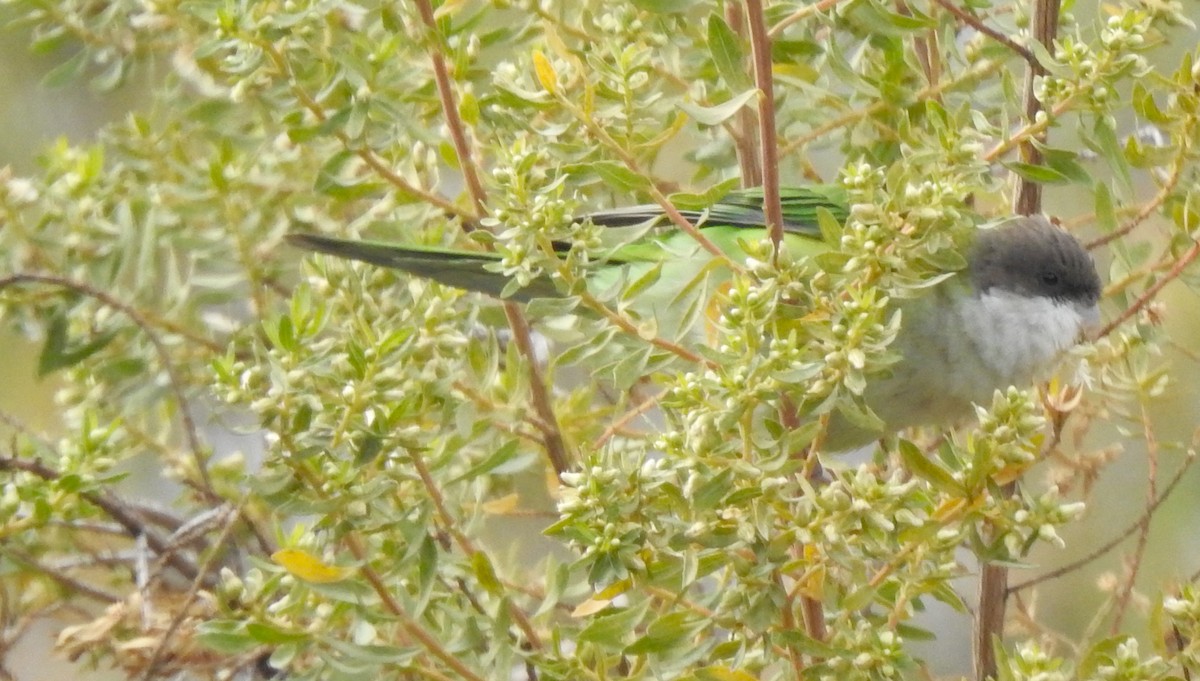 Gray-hooded Parakeet - ML184137751