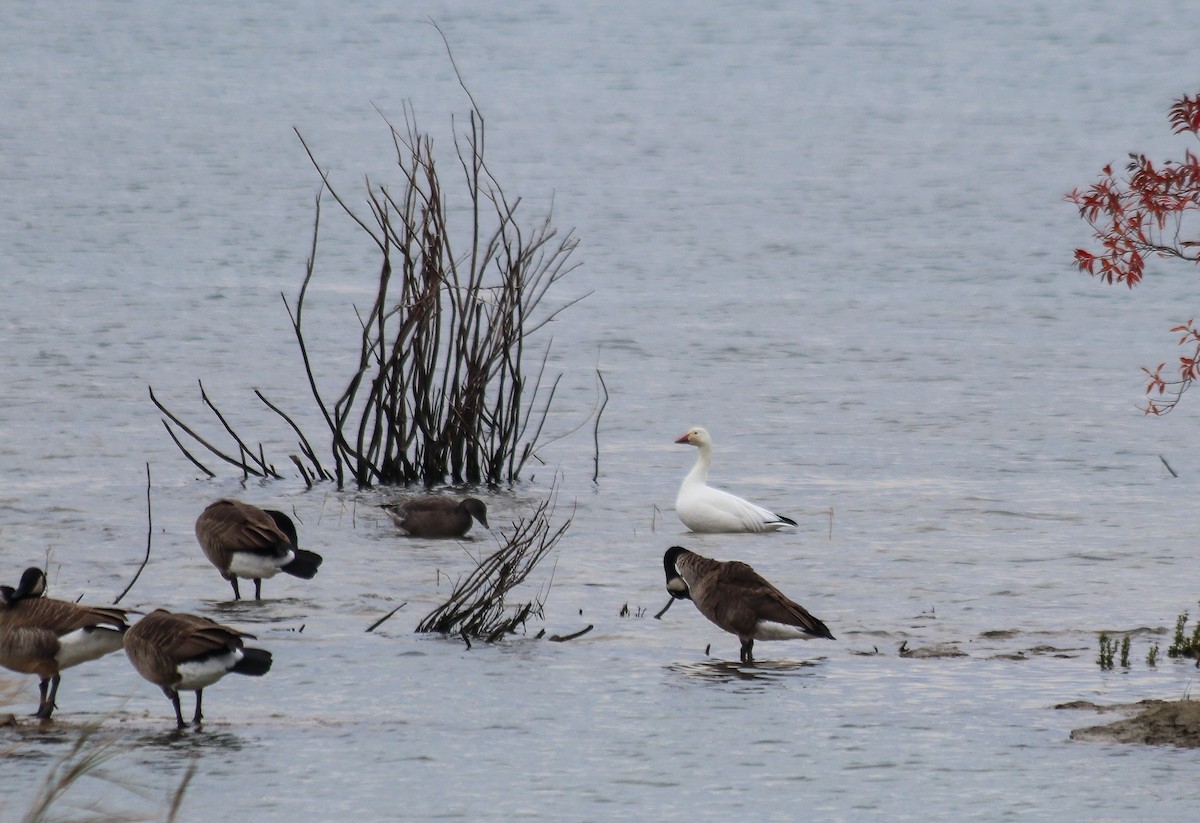 Snow Goose - Walter Parker