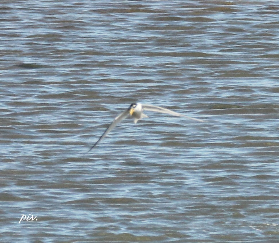 Little Tern - ML184141721