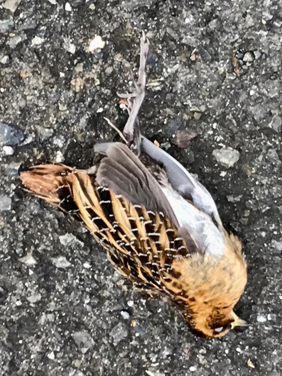 Yellow Rail - John Berry