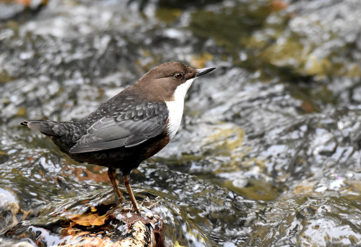 White-throated Dipper - Lukasz Pulawski