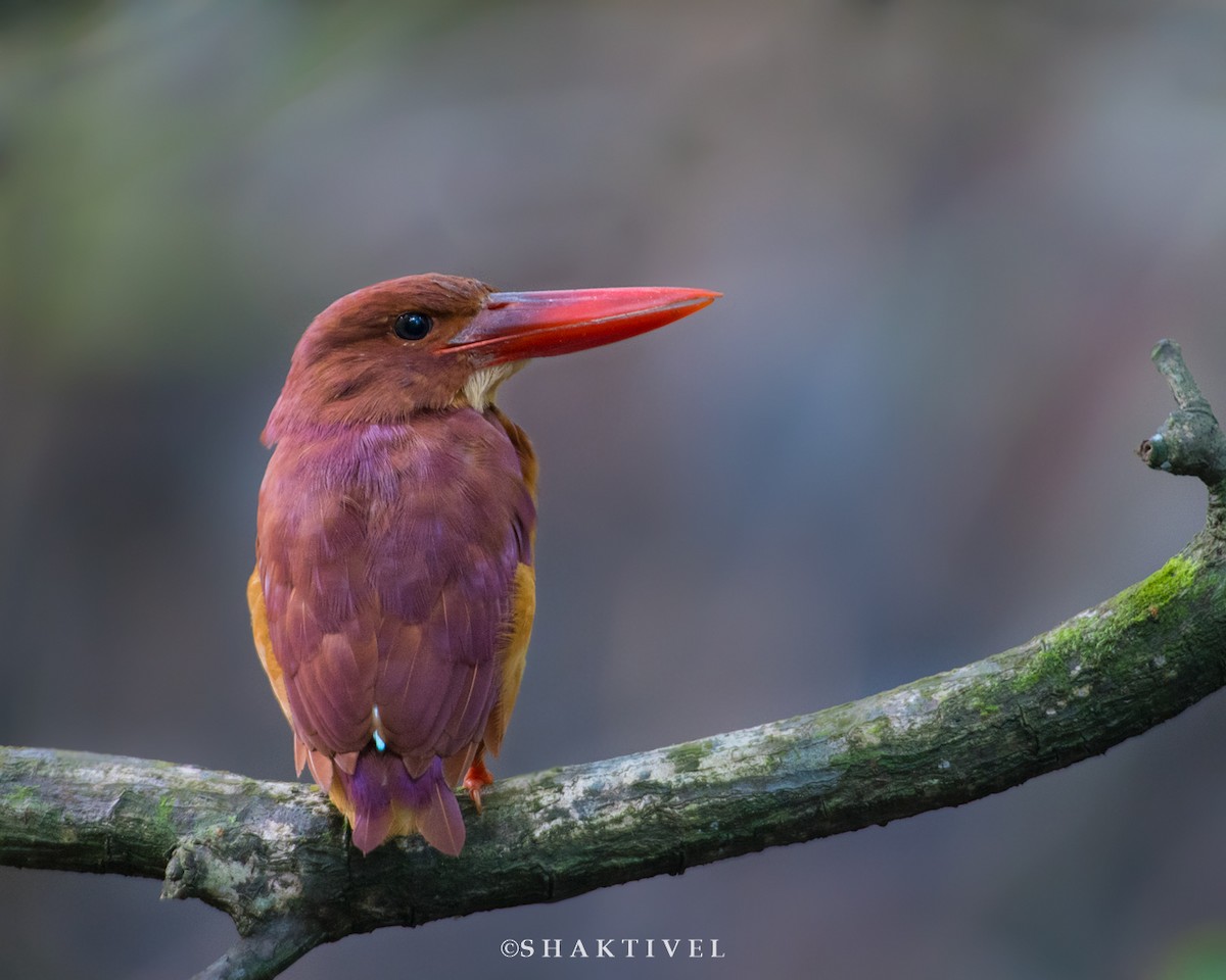Ruddy Kingfisher - ML184145271