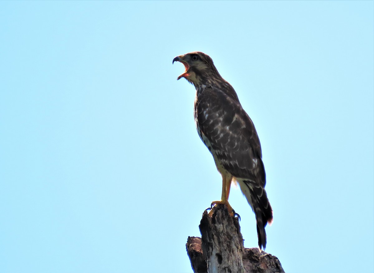 Red-shouldered Hawk - ML184146221