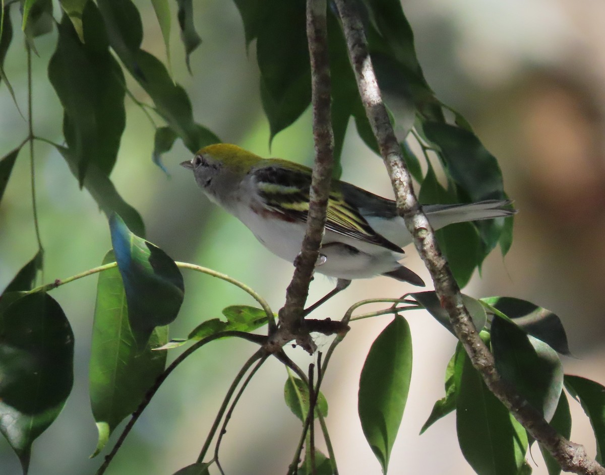 Chestnut-sided Warbler - ML184146321