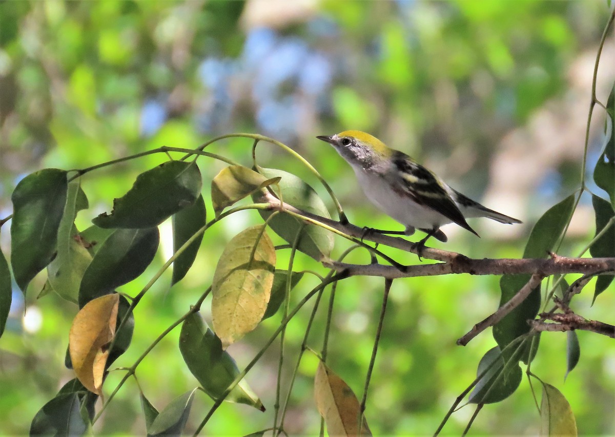 Chestnut-sided Warbler - ML184146381